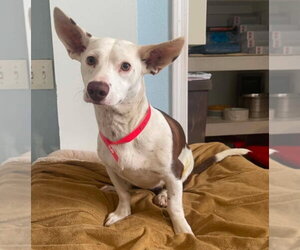 Chihuahua-Unknown Mix Dogs for adoption in Lakewood, CO, USA