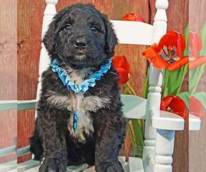 Bernedoodle Puppy for sale in THORP, WI, USA