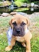 Small Photo #5 Bullmastiff Puppy For Sale in LIMERICK, PA, USA