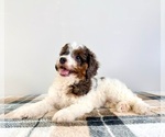 Small #3 Bernedoodle (Miniature)