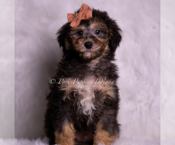 Medium Photo #15 Goldendoodle (Miniature) Puppy For Sale in WARSAW, IN, USA