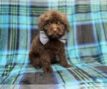 Bentley - Male ShihPoo Puppy for Sale - Photo #9