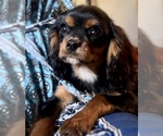 Small Photo #2 Cavalier King Charles Spaniel Puppy For Sale in EDWARDSBURG, MI, USA