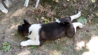 Akita Puppy for sale in FREEPORT, NY, USA