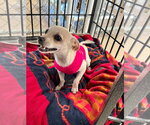 Small #5 Chihuahua Mix