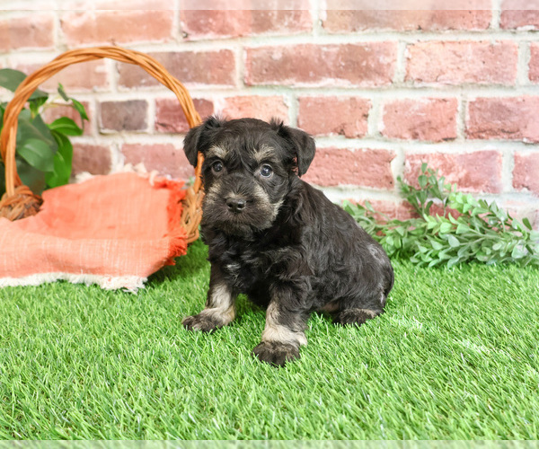 Medium Photo #9 Schnauzer (Miniature) Puppy For Sale in SYRACUSE, IN, USA