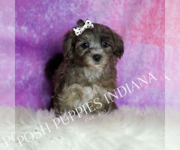 Medium Photo #115 Yorkipoo Puppy For Sale in WARSAW, IN, USA
