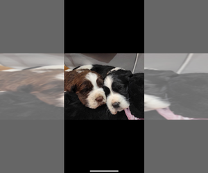 English Springer Spaniel Puppy for Sale in SHEPHERDSVILLE, Kentucky USA