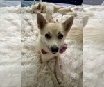 Small Photo #140 Pomsky Puppy For Sale in LOVELAND, CO, USA
