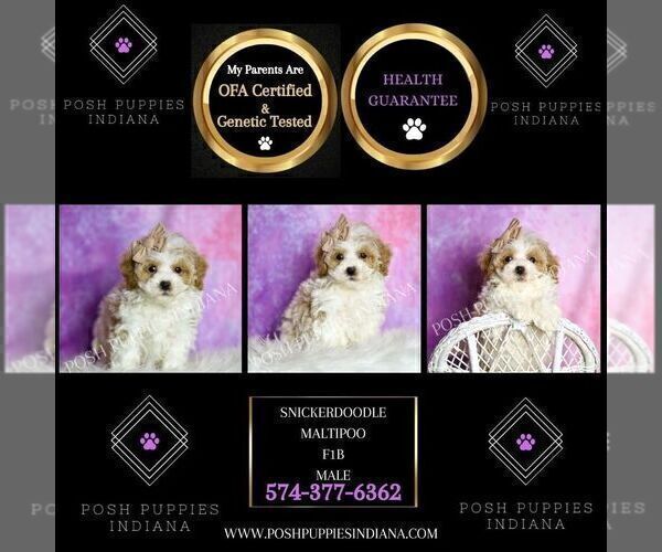 Medium Photo #35 Maltipoo (Miniature) Puppy For Sale in WARSAW, IN, USA