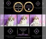 Small Photo #35 Maltipoo (Miniature) Puppy For Sale in WARSAW, IN, USA