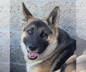 German Shepherd Dog Dogs for adoption in Burbank, CA, USA
