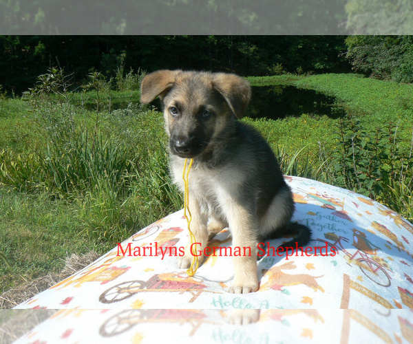 Medium Photo #3 German Shepherd Dog Puppy For Sale in PIEDMONT, MO, USA