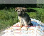 Small #2 German Shepherd Dog