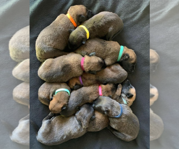 Medium Photo #1 Belgian Malinois Puppy For Sale in CHANDLER, AZ, USA
