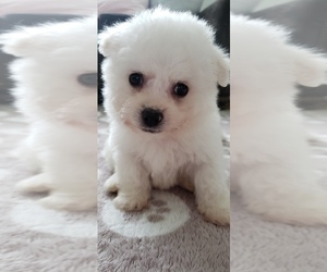 Bichon Frise Puppy for sale in SPOKANE VALLEY, WA, USA