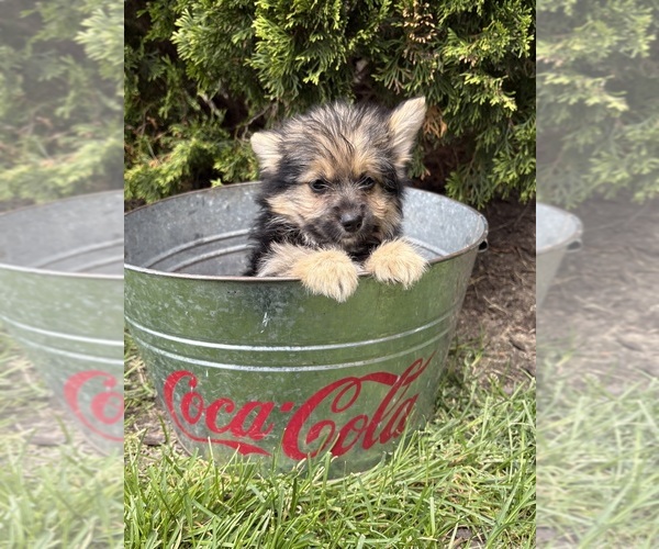 Medium Photo #4 Yoranian Puppy For Sale in MIDDLEBURY, IN, USA