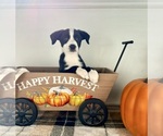 Small #5 Border Collie