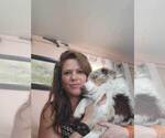 Small Photo #1 Miniature American Shepherd Puppy For Sale in WILLIAMSBURG, CO, USA