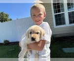 Small Photo #5 Labrador Retriever Puppy For Sale in WILLOWS, CA, USA