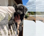 Small Photo #12 Cane Corso Puppy For Sale in RANCHO PALOS VERDES, CA, USA