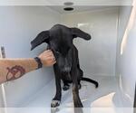 Small American Staffordshire Terrier Mix