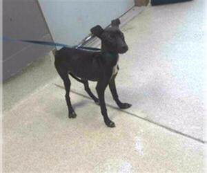 American Staffordshire Terrier-Labrador Retriever Mix Dogs for adoption in Tallahassee, FL, USA
