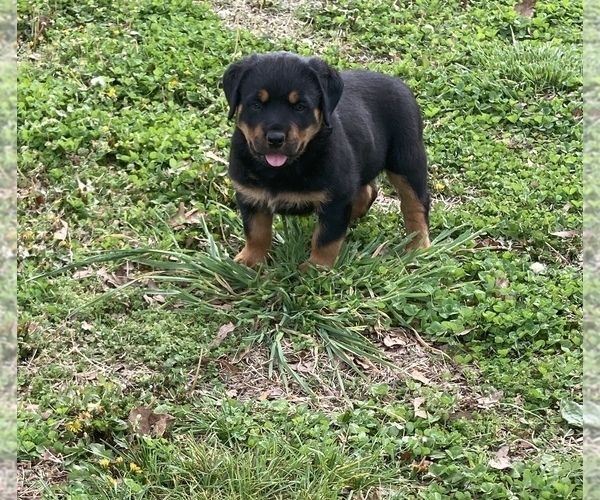 Medium Photo #1 Rottweiler Puppy For Sale in SHELL KNOB, MO, USA
