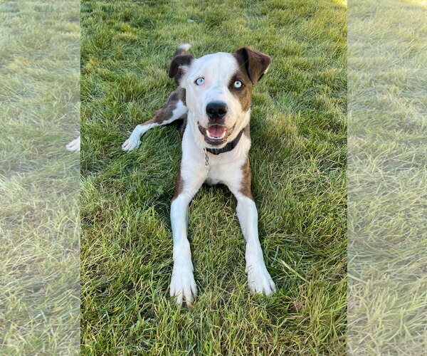 Medium Photo #1 Mutt Puppy For Sale in Sandy, UT, USA