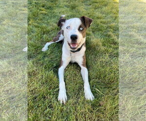Mutt Dogs for adoption in Sandy, UT, USA