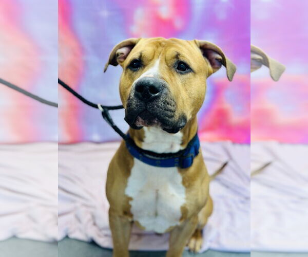 Medium Photo #2 American Pit Bull Terrier Puppy For Sale in Jackson , NJ, USA