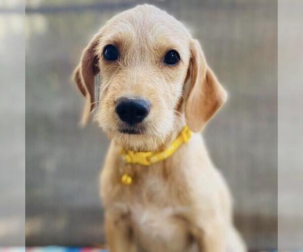 Medium Photo #2 Colonial Cocker Spaniel-Unknown Mix Puppy For Sale in San Diego, CA, USA