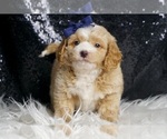 Small Photo #75 Goldendoodle (Miniature) Puppy For Sale in WARSAW, IN, USA