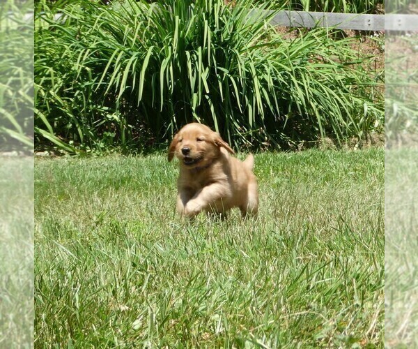 Medium Photo #2 Golden Retriever Puppy For Sale in WOLCOTT, VT, USA