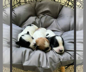 Jack Russell Terrier-Maltese Mix Puppy for sale in NOVI, MI, USA