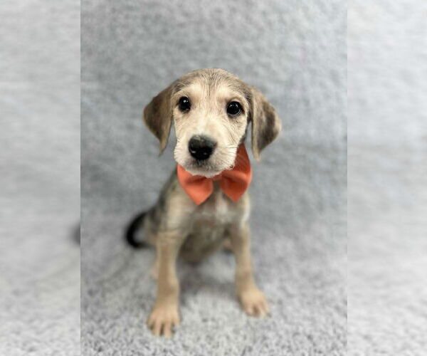 Medium Photo #4 Poodle (Standard)-Unknown Mix Puppy For Sale in Grafton, WI, USA