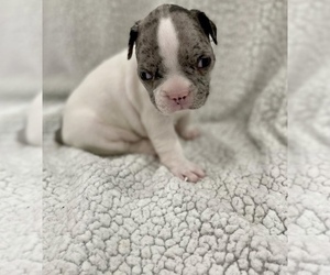 French Bulldog Puppy for sale in CHARLESTON, SC, USA