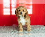Small Photo #31 Cocker Spaniel Puppy For Sale in NAPPANEE, IN, USA