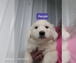 Small Photo #4 Great Pyrenees Puppy For Sale in SCOTTSVILLE, KY, USA