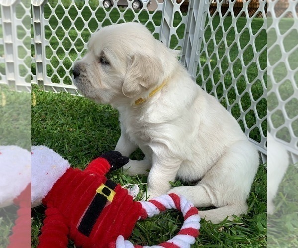 Medium Photo #1 English Cream Golden Retriever Puppy For Sale in MARSHFIELD, WI, USA