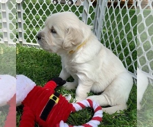 English Cream Golden Retriever Puppy for sale in MARSHFIELD, WI, USA