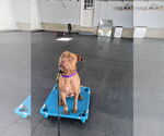 Small #15 American Pit Bull Terrier-Staffordshire Bull Terrier Mix