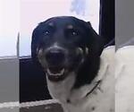 Small Labrador Retriever