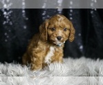 Small Photo #3 Cavapoo Puppy For Sale in WARSAW, IN, USA