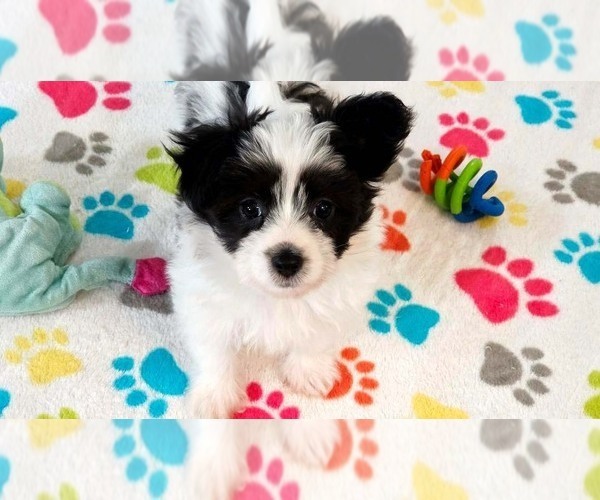 Medium Photo #7 Papitese Puppy For Sale in ORO VALLEY, AZ, USA