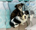Small #4 Papillon Mix