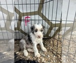 Small #1 Aussiedoodle-Poodle (Miniature) Mix