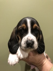 Basset Hound Puppy for sale in COCHRANTON, PA, USA