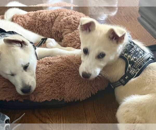 Medium Photo #3 Siberian Husky-Unknown Mix Puppy For Sale in Plainfield, IL, USA