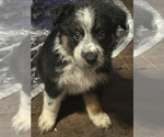 Puppy Wendy Border-Aussie